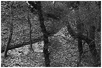 Limekiln Canyon Creek, Lexington Reservoir County Park. California, USA ( black and white)