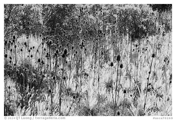 Cattails, Almaden Quicksilver County Park. San Jose, California, USA (black and white)