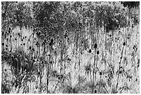 Cattails, Almaden Quicksilver County Park. San Jose, California, USA ( black and white)