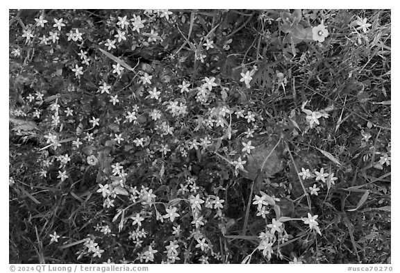 Wildflowers, Almaden Quicksilver County Park. San Jose, California, USA (black and white)