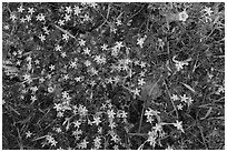 Wildflowers, Almaden Quicksilver County Park. San Jose, California, USA ( black and white)