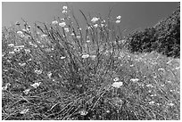 California Poppies, Almaden Quicksilver County Park. San Jose, California, USA ( black and white)