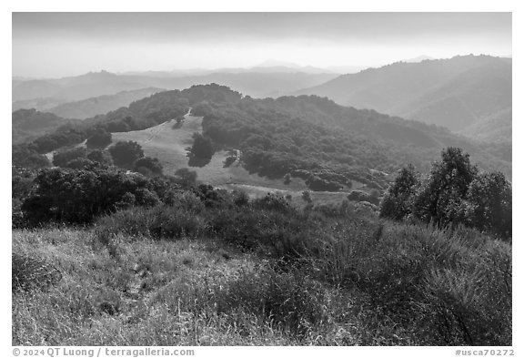 Forested hills, Calero County Park. California, USA (black and white)
