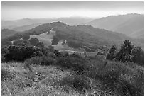 Forested hills, Calero County Park. California, USA ( black and white)
