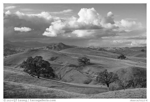 Hills with oaks, Coyote Lake Harvey Bear Ranch County Park. California, USA (black and white)