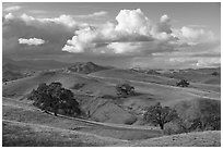 Hills with oaks, Coyote Lake Harvey Bear Ranch County Park. California, USA ( black and white)