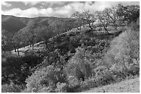 Hillside with oaks in early spring, Santa Rosa Open Space. San Jose, California, USA ( black and white)
