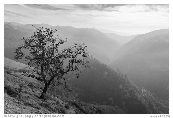 Tree and Alum Rock Canyon, Sierra Vista Open Space Preserve. San Jose, California, USA (black and white)