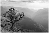 Tree and Alum Rock Canyon, Sierra Vista Open Space Preserve. San Jose, California, USA ( black and white)