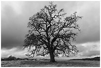 Bare oak tree, Joseph Grant County Park. San Jose, California, USA ( black and white)