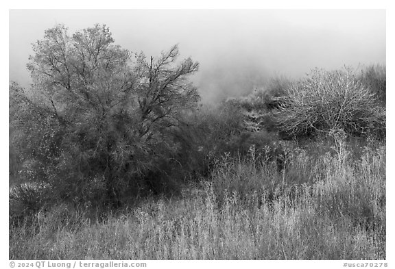 Trees in fog, Alum Rock Park. San Jose, California, USA (black and white)