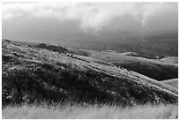 Grassy hills, Coyote Ridge Open Space Preserve. California, USA ( black and white)