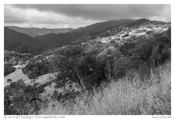 Hills with grasses and oak trees in summer, Canada del Oro Open Space Preserve. California, USA (black and white)