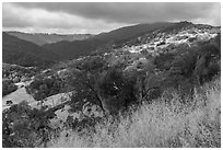 Hills with grasses and oak trees in summer, Canada del Oro Open Space Preserve. California, USA ( black and white)