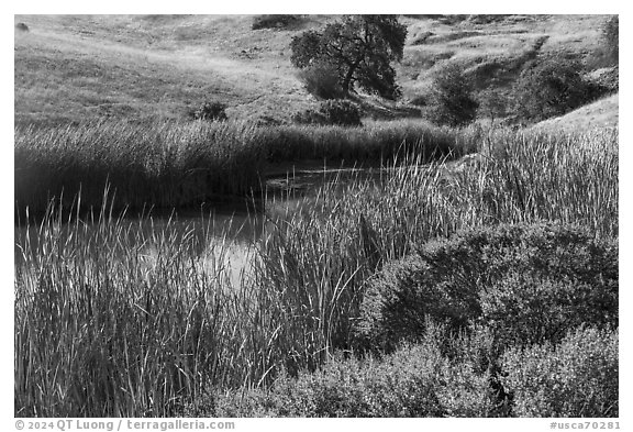 Pond and reeds, Calero County Park. California, USA (black and white)