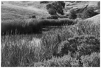 Pond and reeds, Calero County Park. California, USA ( black and white)