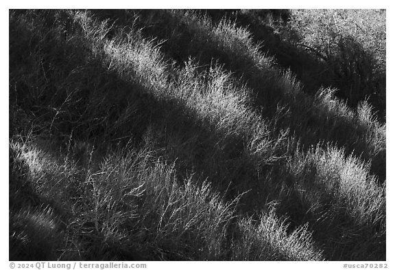 Light and shadow on shrubs, Almaden Quicksilver County Park. San Jose, California, USA (black and white)