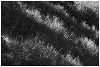 Light and shadow on shrubs, Almaden Quicksilver County Park. San Jose, California, USA ( black and white)