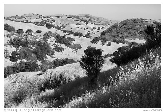 Hills with oaks in summer below Coyote Peak, Coyote Valley Open Space Preserve. California, USA (black and white)
