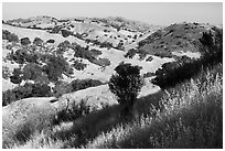 Hills with oaks in summer below Coyote Peak, Coyote Valley Open Space Preserve. California, USA ( black and white)
