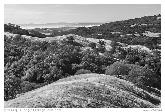 Rolling hills and oaks, Joseph Grant County Park. San Jose, California, USA (black and white)
