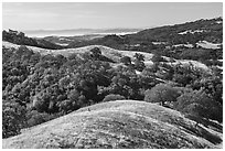 Rolling hills and oaks, Joseph Grant County Park. San Jose, California, USA ( black and white)