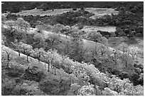 Oak trees on ridge in autumn, Joseph Grant County Park. San Jose, California, USA ( black and white)