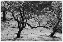 Oak trees with few remaining leaves in autumn, Coyote Lake Harvey Bear Ranch County Park. California, USA ( black and white)