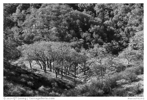 Oak trees winter, Calero County Park. California, USA (black and white)