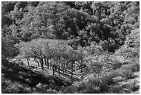 Oak trees winter, Calero County Park. California, USA ( black and white)