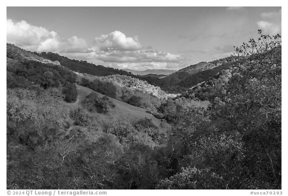 Valley in early winter, Canada del Oro Open Space Preserve. California, USA (black and white)