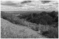 Wildflowers, Silicon Valley, and snowy hills, Fremont Older Preserve. California, USA ( black and white)