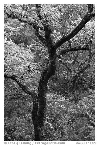 Trees in early spring, Fremont Older Preserve. California, USA