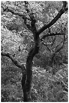 Trees in early spring, Fremont Older Preserve. California, USA ( black and white)