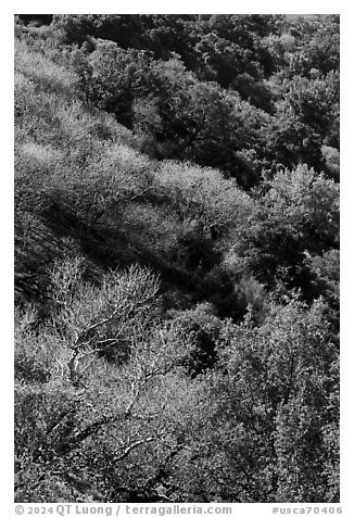 South Rim in early spring, Alum Rock Park. San Jose, California, USA (black and white)