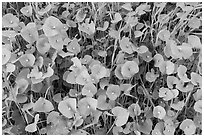 Close-up of Miner's Lettuce with blooms, Coyote Valley Open Space Preserve. California, USA ( black and white)