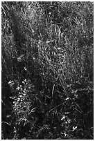 Close-up of spring wildflowers and grasses, Coyote Valley Open Space Preserve. California, USA ( black and white)