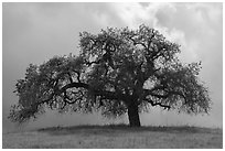 Oak tree against cloudy sky in spring, Calero County Park. California, USA ( black and white)