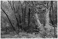 Forest with mossy trees, Bear Creek Redwoods Open Space Preserve. California, USA ( black and white)
