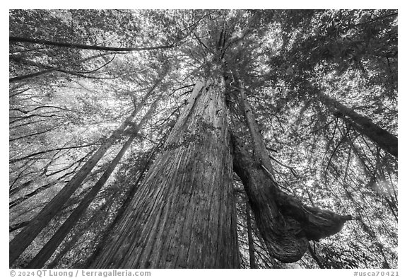 Old growth redwood with secondary trunk, Bear Creek Redwoods Open Space Preserve. California, USA (black and white)