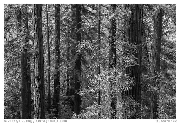 Grove of redwood trees, Bear Creek Redwoods Open Space Preserve. California, USA (black and white)