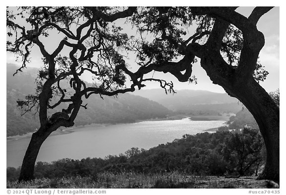 Coyote Lake framed by oak trees, Coyote Lake Harvey Bear Ranch County Park. California, USA (black and white)
