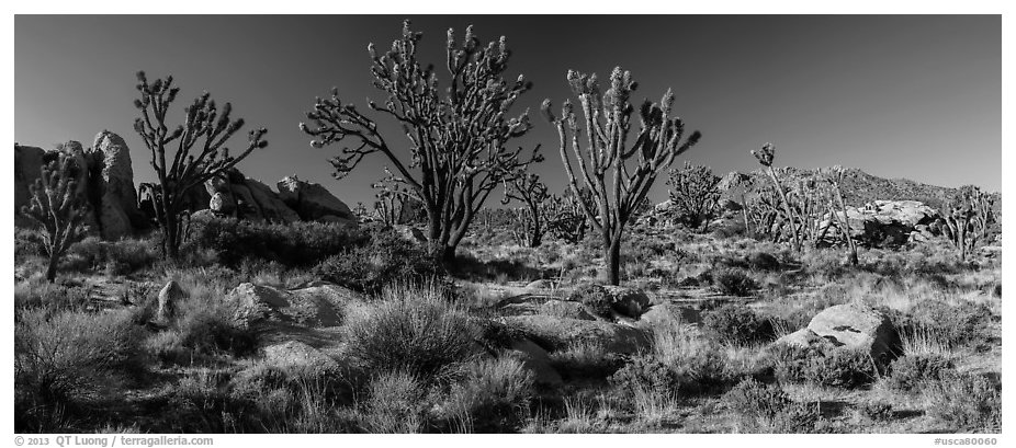 Desert landscape with Joshua trees, rocks, and distant mountains. Mojave National Preserve, California, USA (black and white)