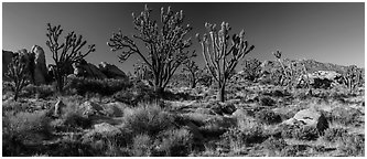 Desert landscape with Joshua trees, rocks, and distant mountains. Mojave National Preserve, California, USA (black and white)