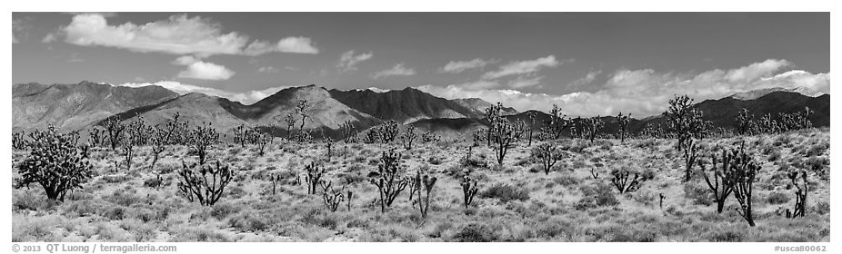 Mojave Desert landscape with Joshua trees and mountains. Mojave National Preserve, California, USA (black and white)