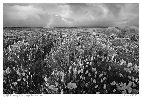 Lupines, California Poppies, and rainbow early morning. Antelope Valley, California, USA