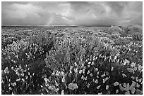 Lupines, California Poppies, and rainbow early morning. Antelope Valley, California, USA (black and white)