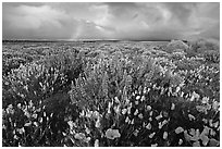 Pictures of Flower Carpets