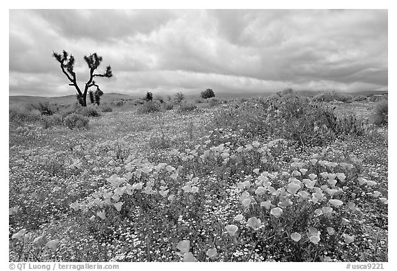 California Poppies and Joshua Trees. Antelope Valley, California, USA (black and white)