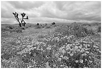 California Poppies and Joshua Trees. Antelope Valley, California, USA (black and white)